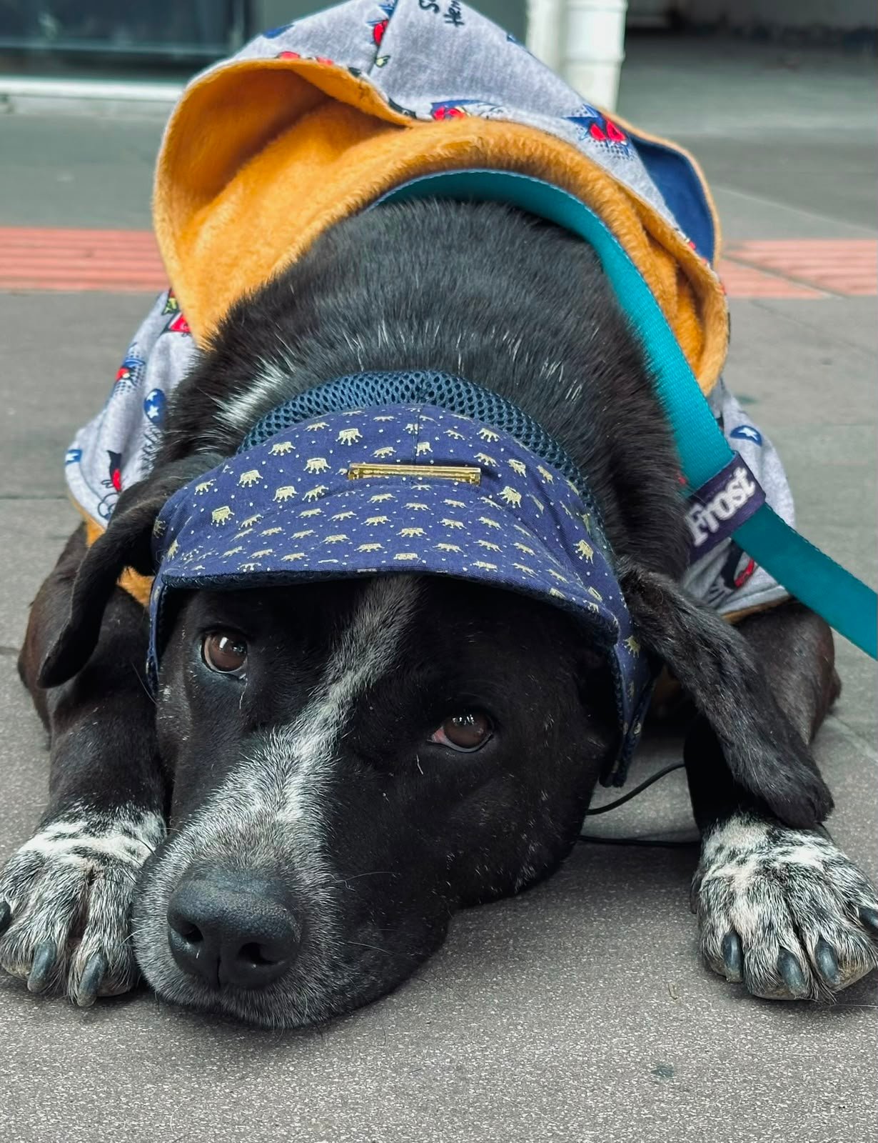 Cachorrinho feliz pronto para adoção